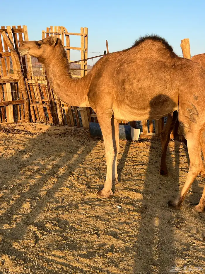 بكار عوادي لقحات من 5800 تم البيع 1