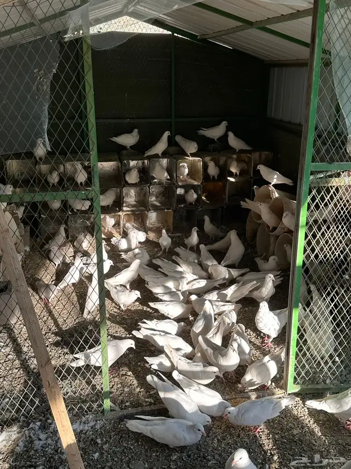 حمام فرنسي سوبر جامبو 5