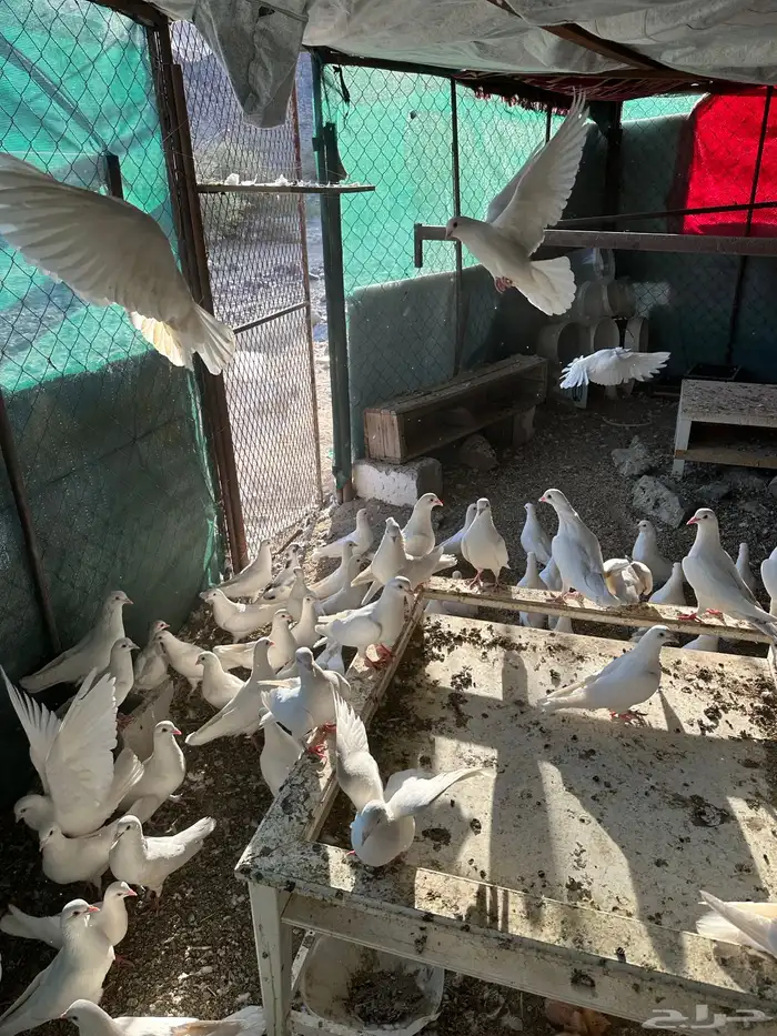 حمام فرنسي سوبر جامبو 6