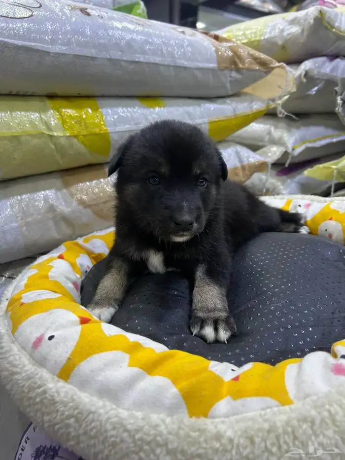 جراؤه جيرمن 19