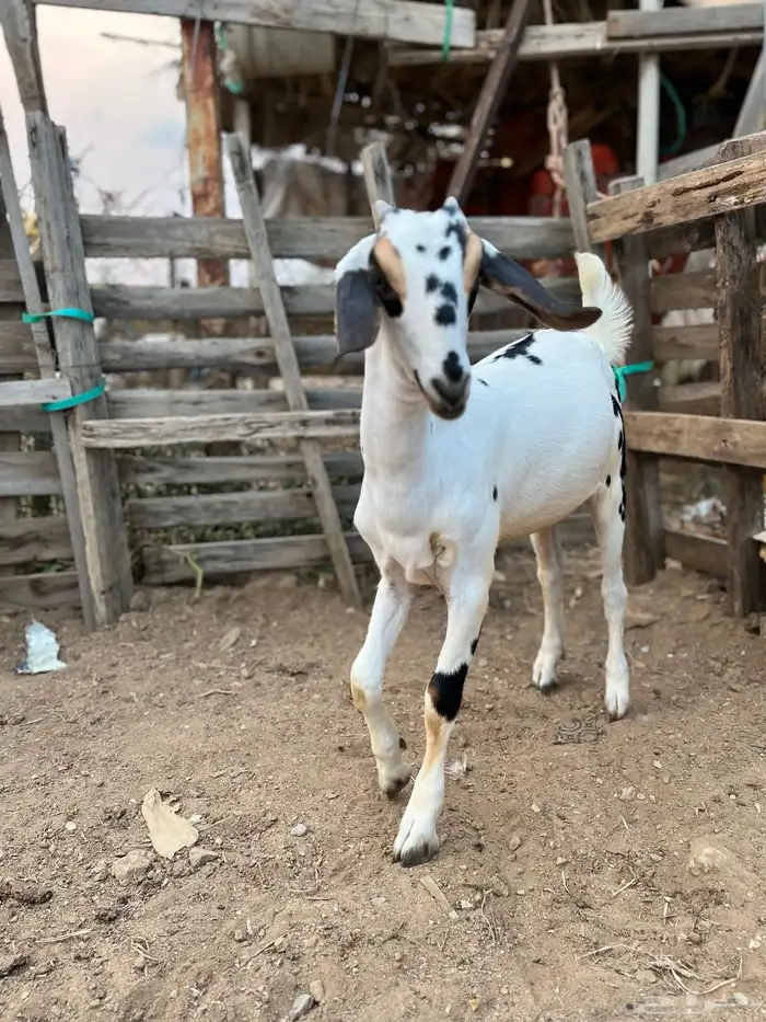 نعرض لكم جفره مسلبه بنت جمران 1