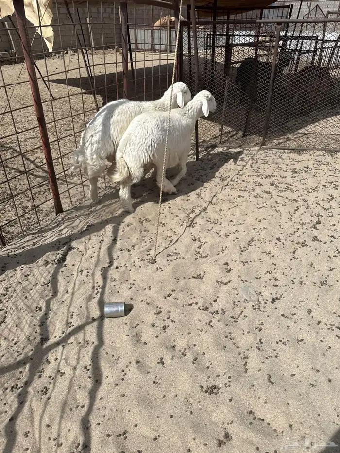 طليان جذعان فحول 0