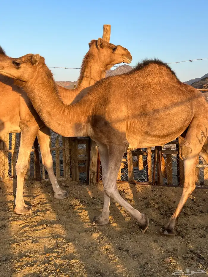 بكار عوادي لقحات من 5800 تم البيع 4