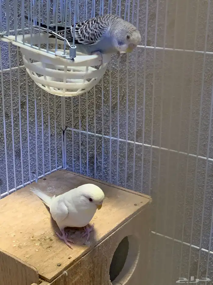 جوز بادجي او عواشق 0