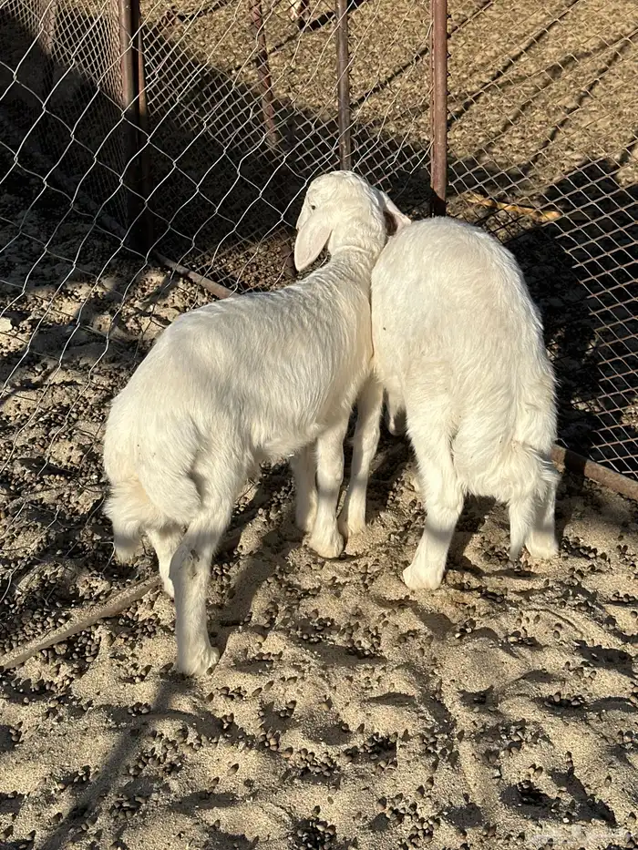 2 طليان شحم نضيفه 0