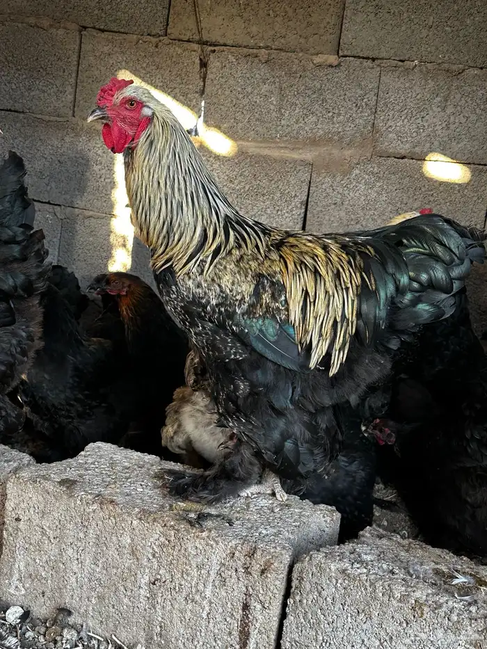 دجاج براهما 5