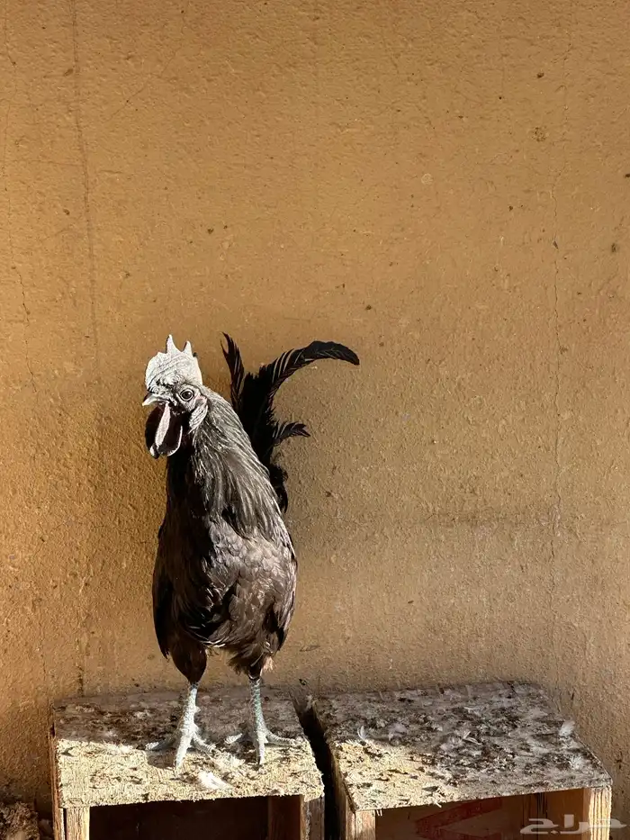 ديك اندنوسي اسود 5