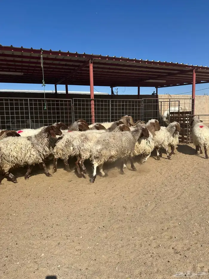 غنم انعيم طيبه البييع 7