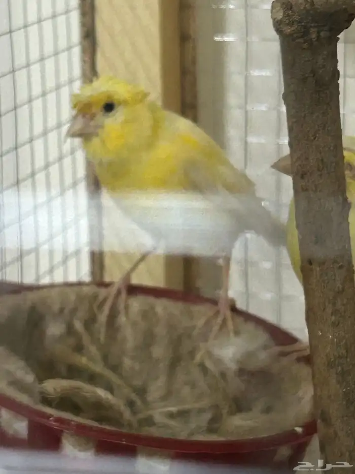 طيور كناري سوري 1