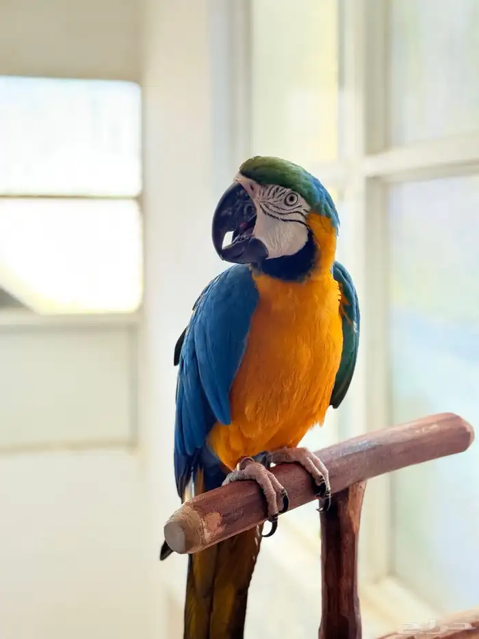 ببغاء مكاو اليف ولعوب ومتكلم بطلاقة 1