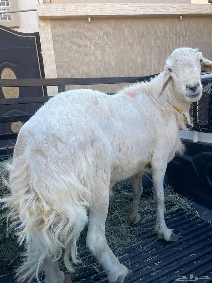 فحل حري مشروط 1