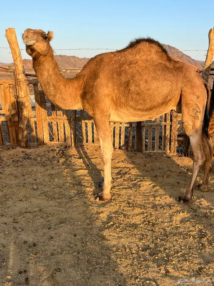 بكار عوادي لقحات من 5800 تم البيع 13