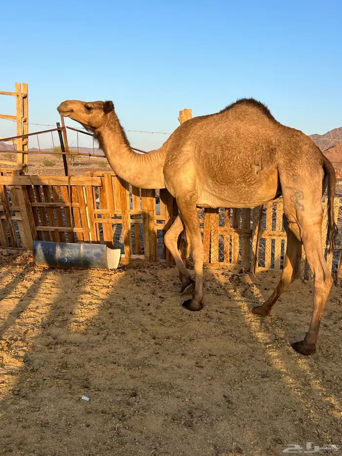 بكار عوادي لقحات من 5800 تم البيع 0