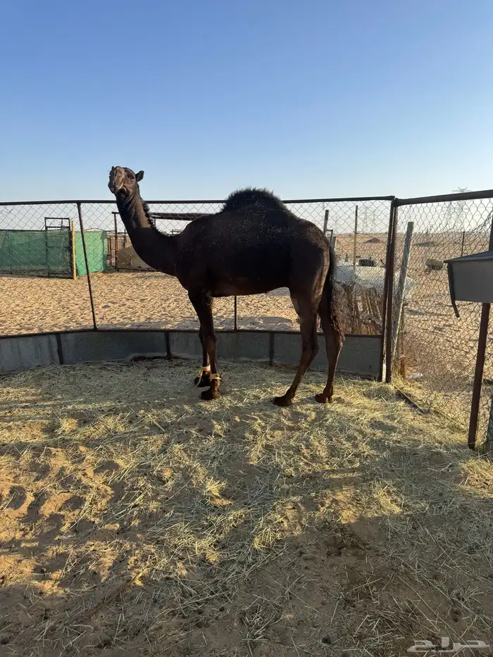 قعود حق للبيع 0