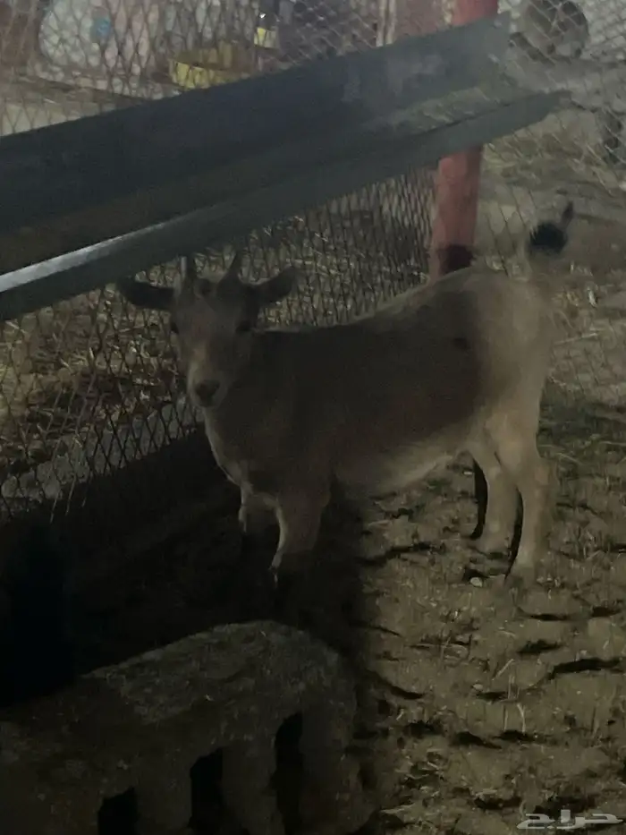 للبيع جفره قزميه 1