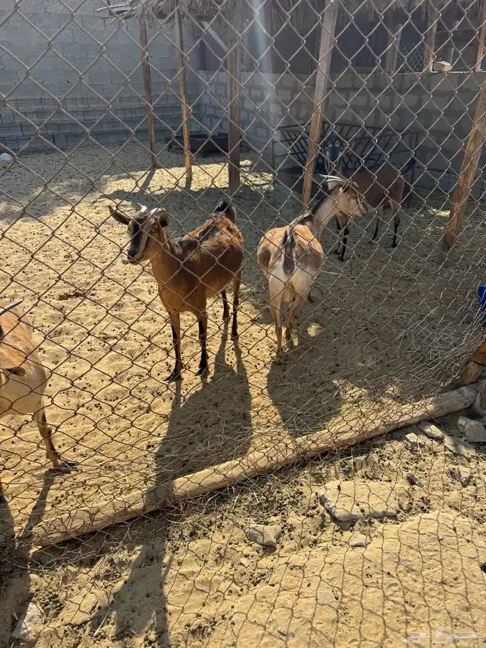 معزاء للبيع 2