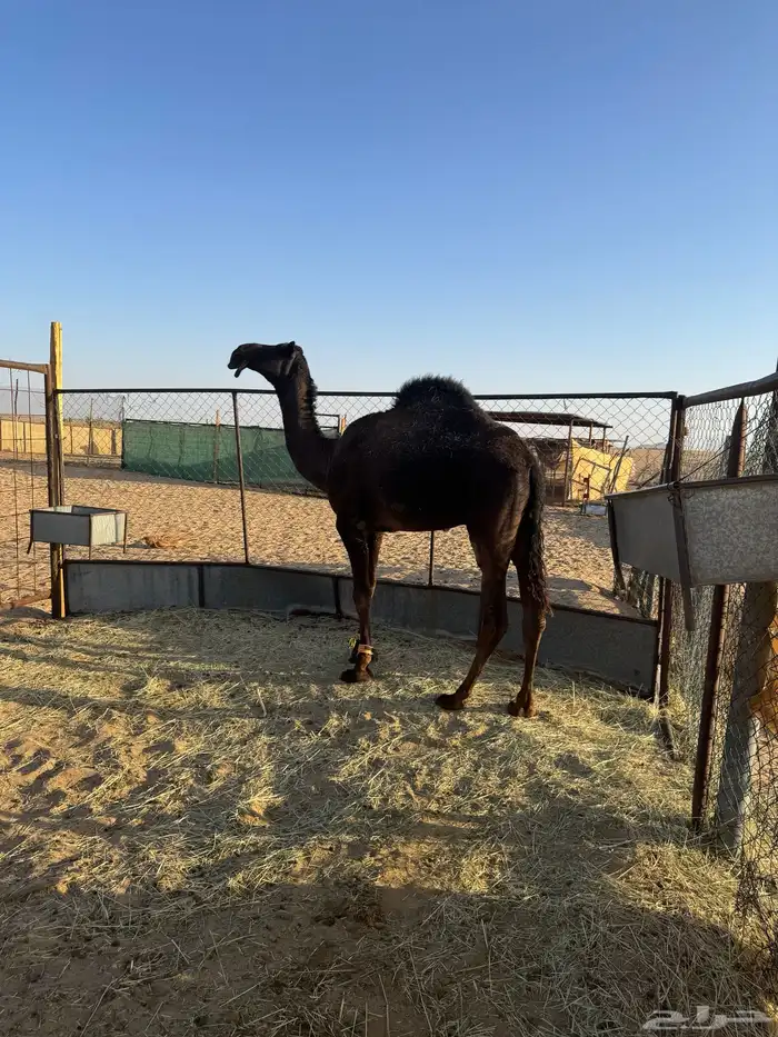 قعود حق للبيع 1