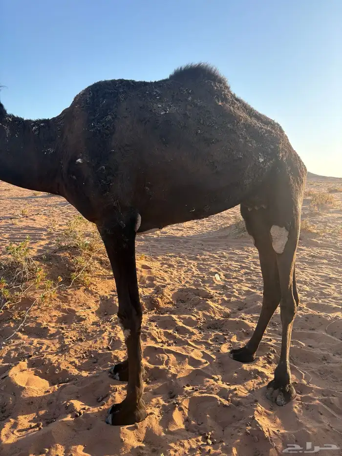 للبيع. ناقة 3