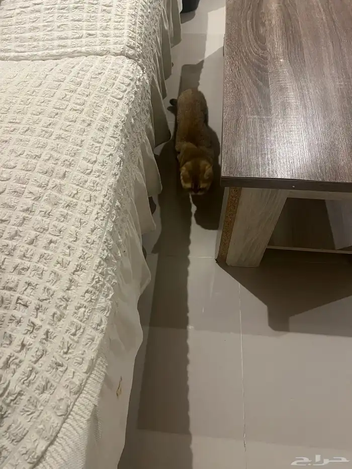 قطه نوع فاخر 4