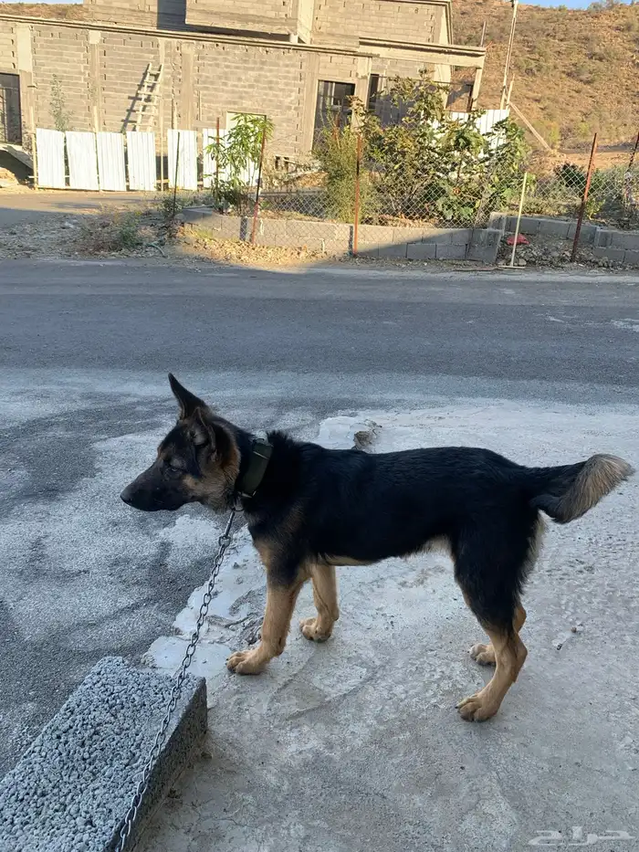 كلب جيرمن شيبرد 5