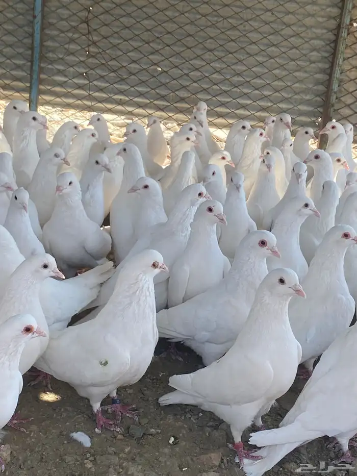 تم البيع الله يبارك لرعيه 5