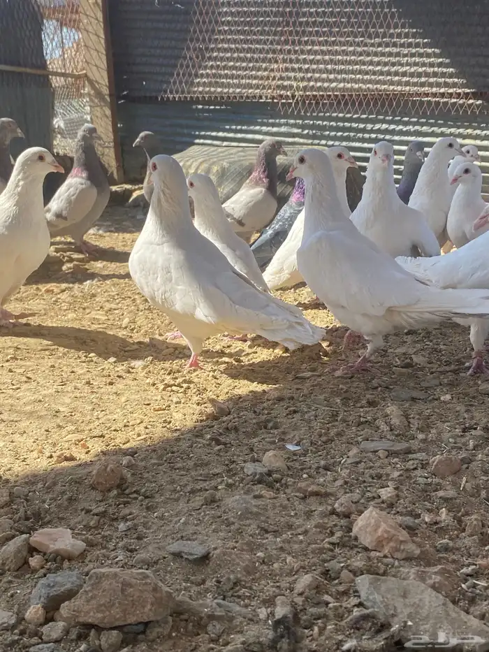 تم البيع الله يبارك لرعيه 2