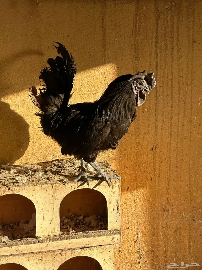 ديك اندنوسي اسود 6