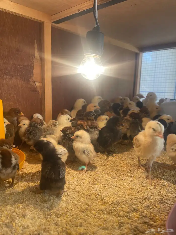 صوص العمر يومين 0