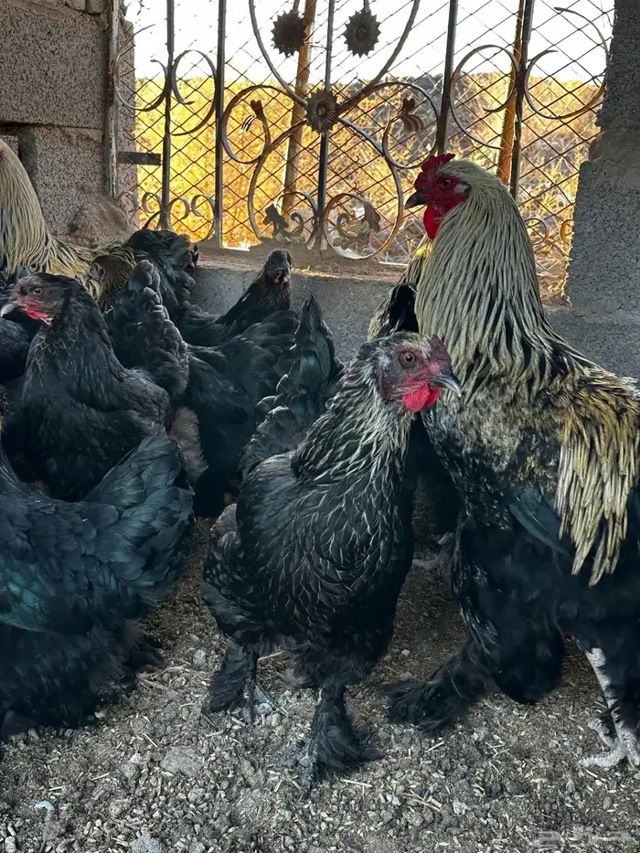 دجاج براهما 7