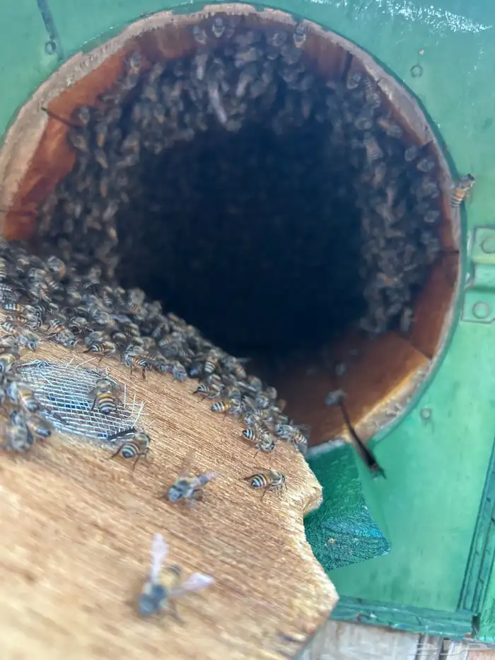 تهامه شهران 1