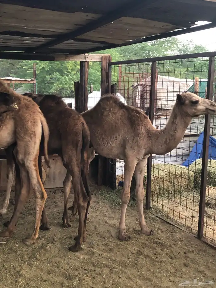 قعدان وبكار 4