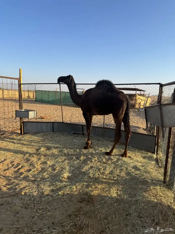 قعود حق للبيع 3