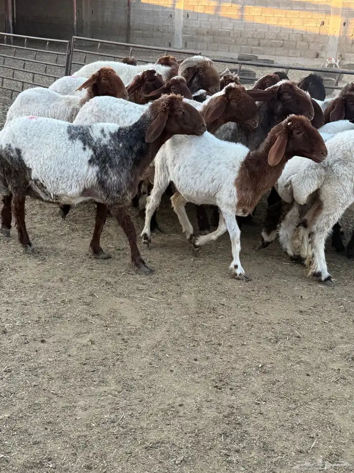 نعيم فاخره 8