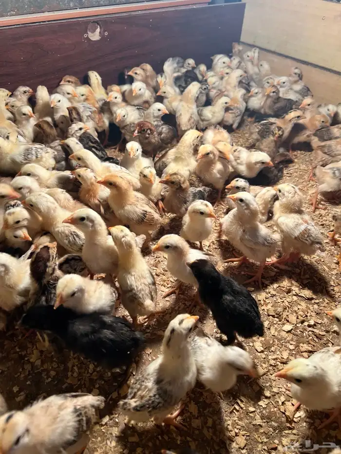 صوص بلدي فواتح عمر اسبوع تم البيع الله يبارك لنا وله 0