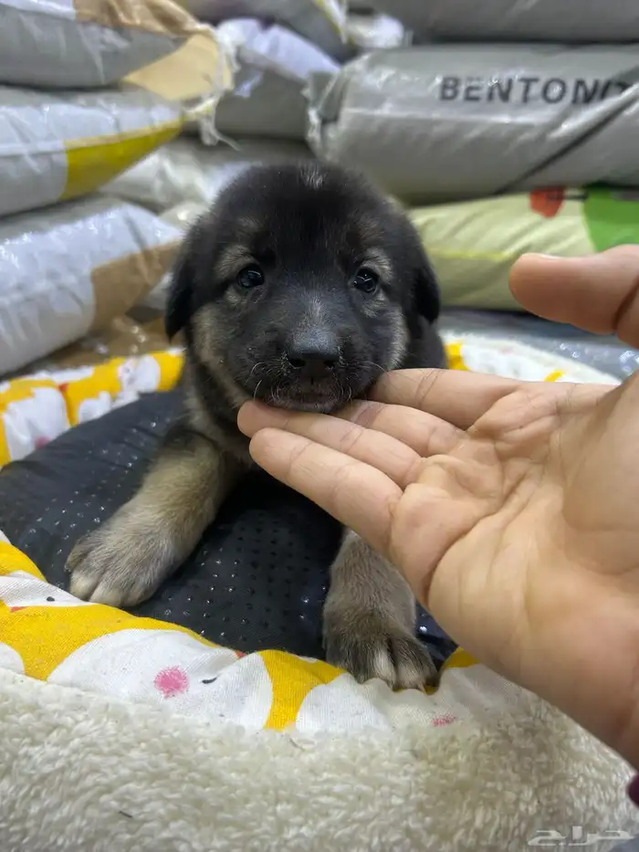 جراؤه جيرمن 8