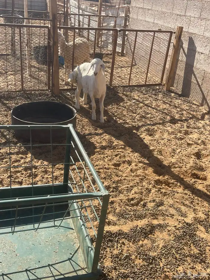 خروف العمر شهرين ونص 2