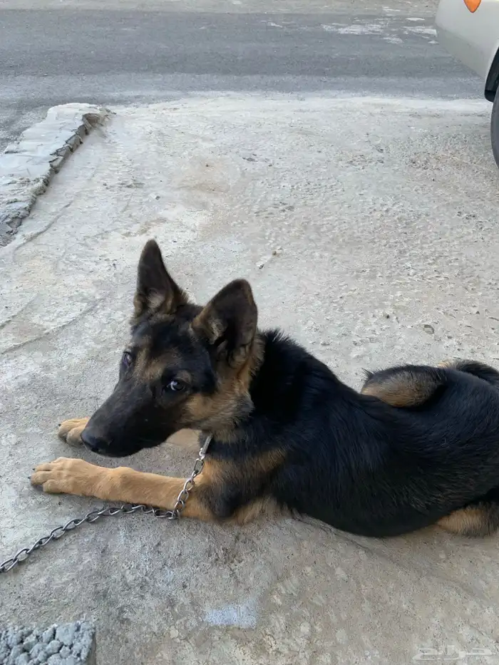 كلب جيرمن شيبرد 6