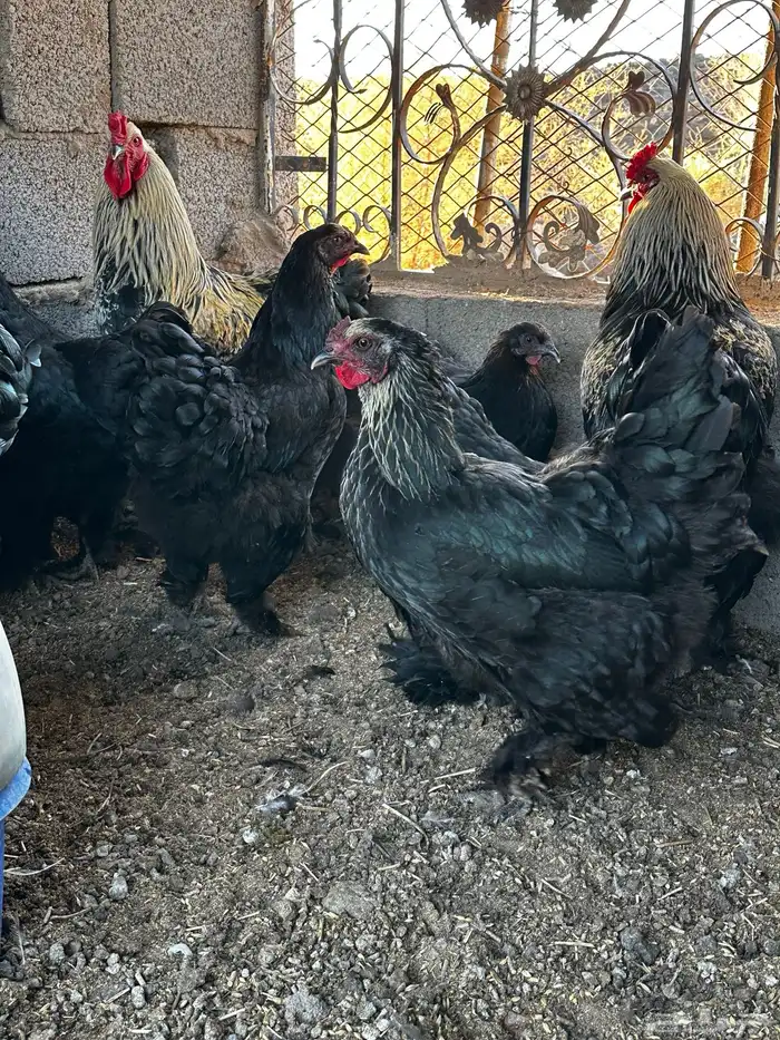 دجاج براهما 2