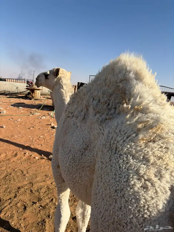 للبيع قعود 0