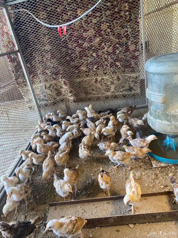 للبيع صيصان بلدي العمر شهر العدد 108 3