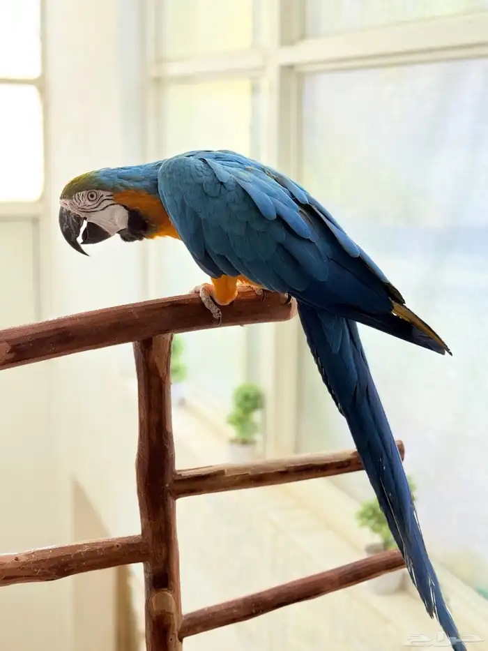 ببغاء مكاو اليف ولعوب ومتكلم بطلاقة 6