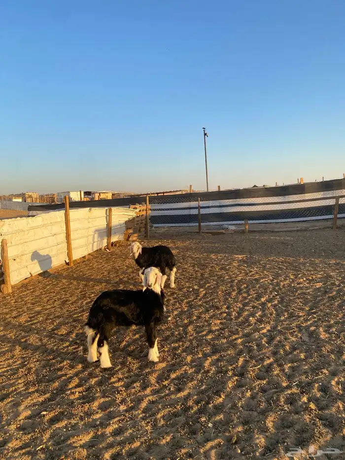 رخال نجد مقاني 0