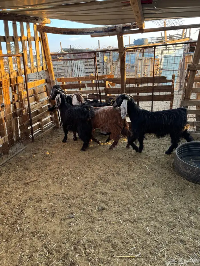 جفار مراح واحد 5