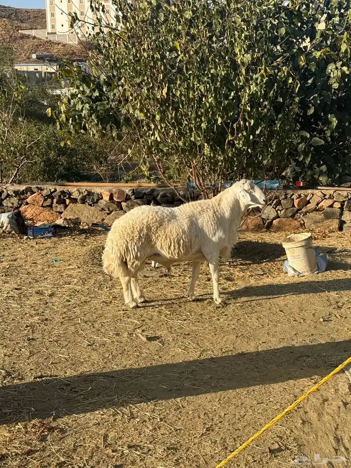 فحل حري مشروط ضراب ومالطية 1