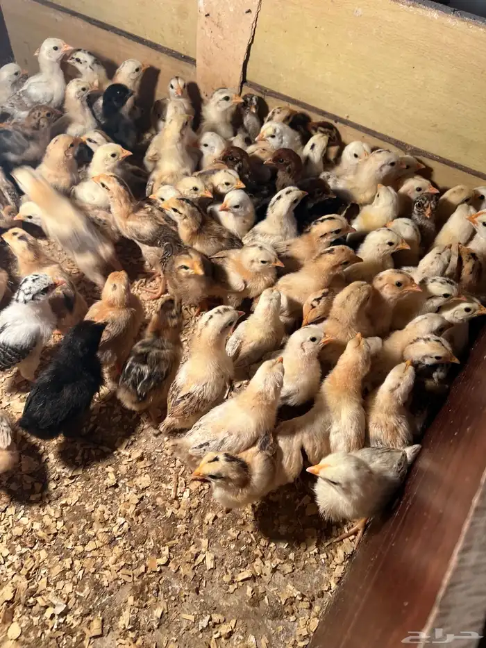 صوص بلدي فواتح عمر اسبوع تم البيع الله يبارك لنا وله 5