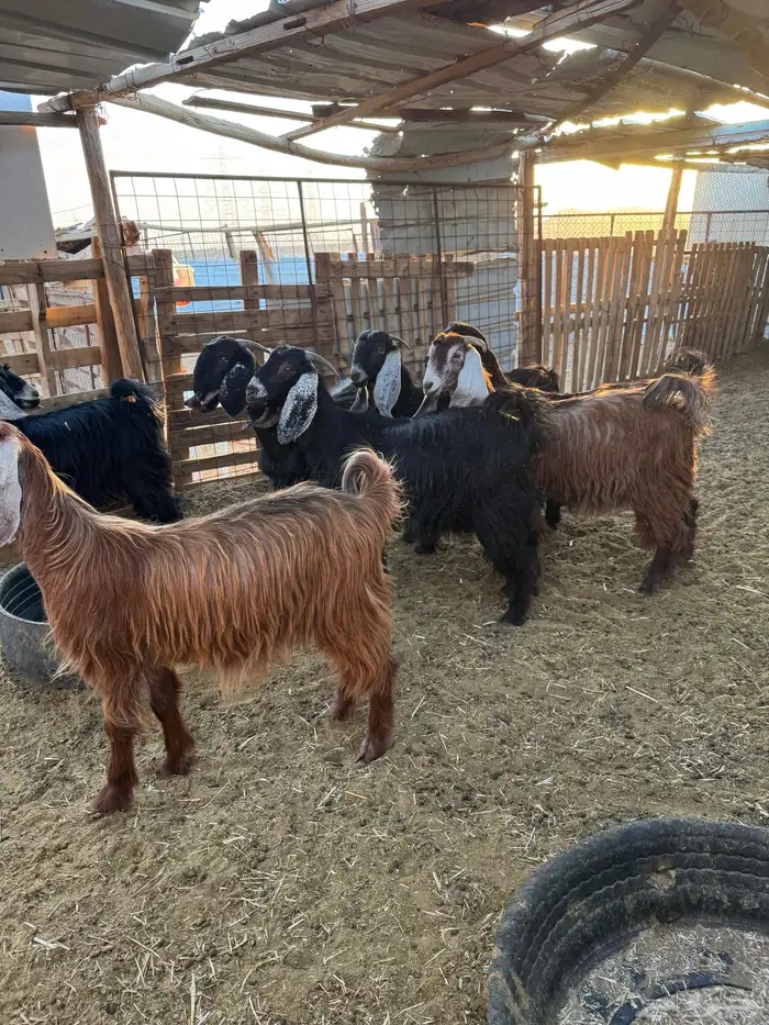 جفار مراح واحد 1