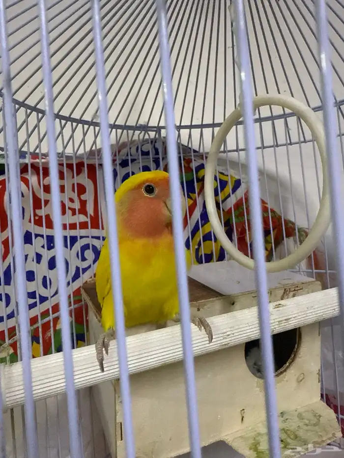 عصفور روز ذكر 1