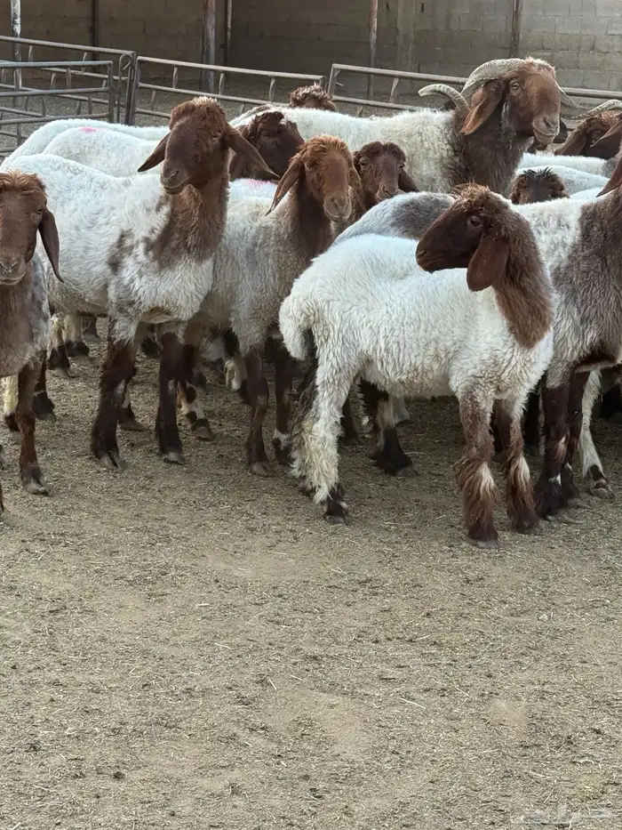 نعيم فاخره 9