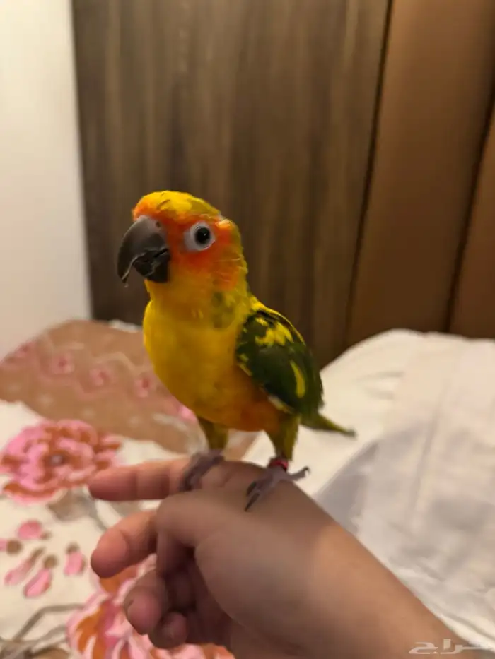 صن كنيور اليف وهدد 3