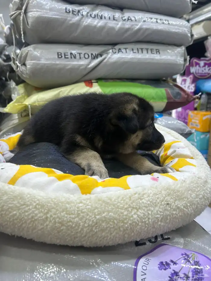 جراؤه جيرمن 13